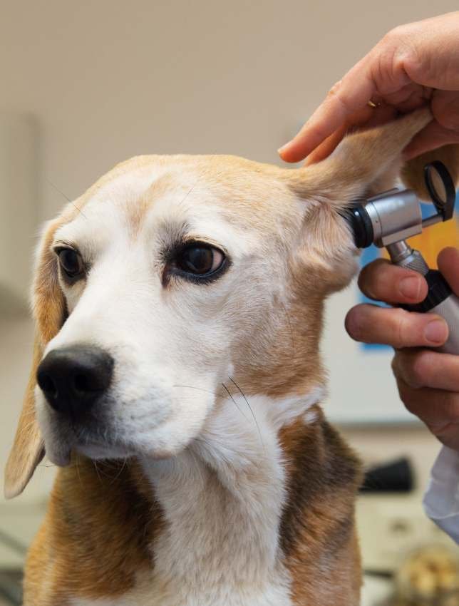 Clínica Veterinaria Servivets